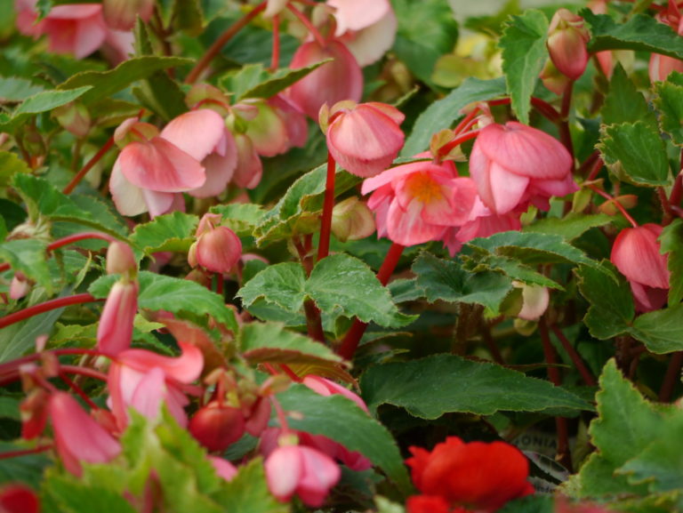 beddingplants_7590410492_o Southwell Garden Centre Nottingham