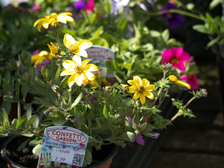 confettigarden_7591143502_o Southwell Garden Centre Nottingham