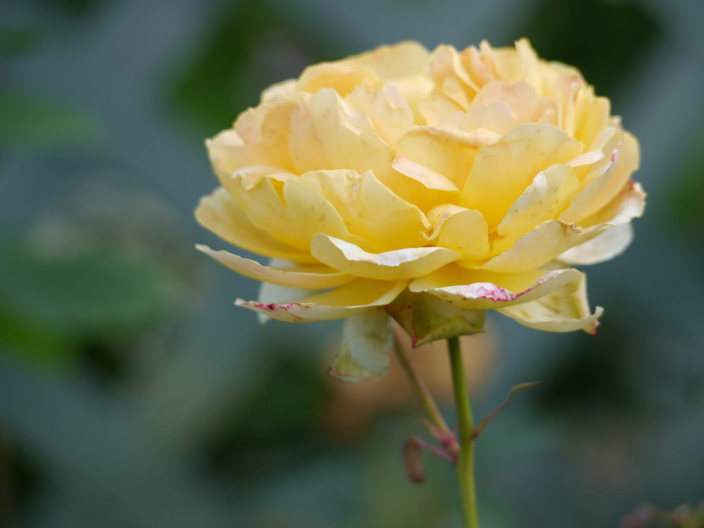 rose-eglantyne_7590361214_o | Southwell Garden Centre Nottingham